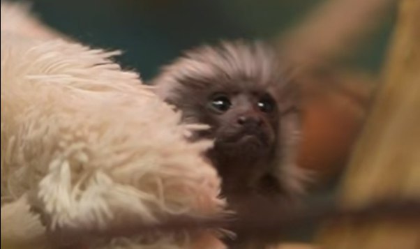 В Новосибирске выхаживают детёныша редкой обезьянки, оставленного матерью