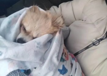 Выброшенного на мороз шпица удачно прооперировали в Новосибирской области