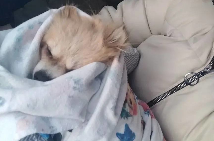 Выброшенного на мороз шпица удачно прооперировали в Новосибирской области