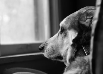 Сбросил собаку с моста в пьяном угаре: чем закончилось жестокое преступление под Новосибирском