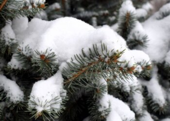 Похолодание до -26 придёт в Новосибирскую область