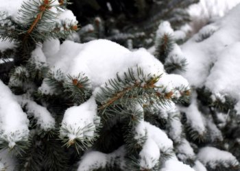 Погода на старте февраля: в Новосибирской области ожидается снег и морозы до -24