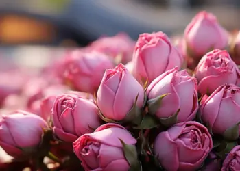 Букет к 8 Марта в Новосибирске обойдется в 2520 рублей: эксперты подсчитали стоимость цветов