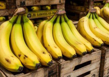 Размер имеет значение: в России утвердили ГОСТ на бананы