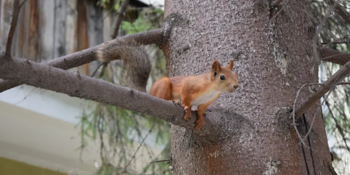 Ещё в трёх населённых пунктах НСО ввели карантин по бешенству