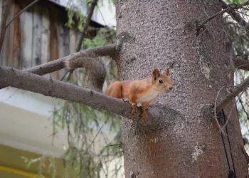 Ещё в трёх населённых пунктах НСО ввели карантин по бешенству