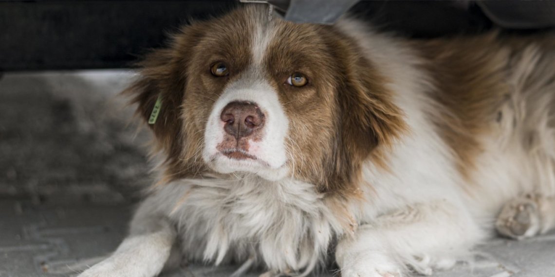 Новосибирца осудили за жестокое убийство собаки