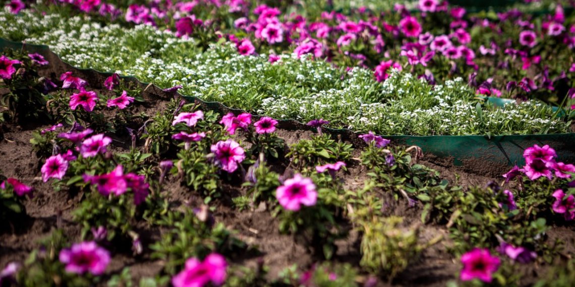 Новосибирск потратит почти 19 млн рублей на уличные цветы