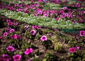 Новосибирск потратит почти 19 млн рублей на уличные цветы