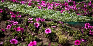 Новосибирск потратит почти 19 млн рублей на уличные цветы