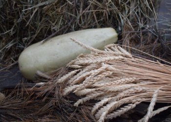 Новосибирская область наращивает аграрный экспорт и ставит новые рекорды