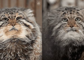 В Новосибирском зоопарке умерли манулы-долгожители Зеленогорск и Караганда