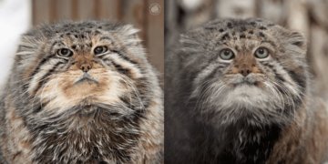 В Новосибирском зоопарке умерли манулы-долгожители Зеленогорск и Караганда