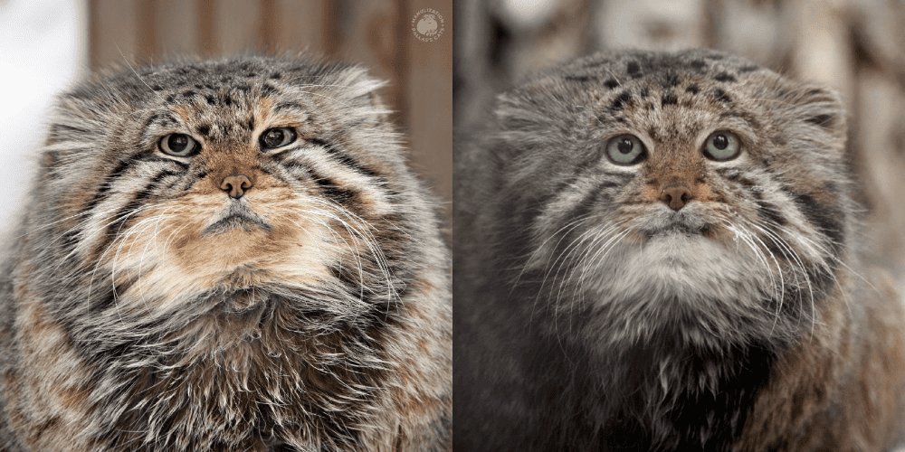 В Новосибирском зоопарке умерли манулы-долгожители Зеленогорск и Караганда