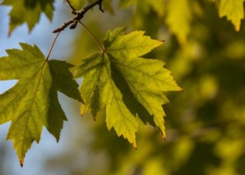 В России американский клён приравняли к борщевику Сосновского