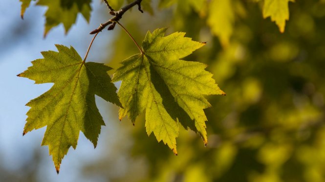 В России американский клён приравняли к борщевику Сосновского