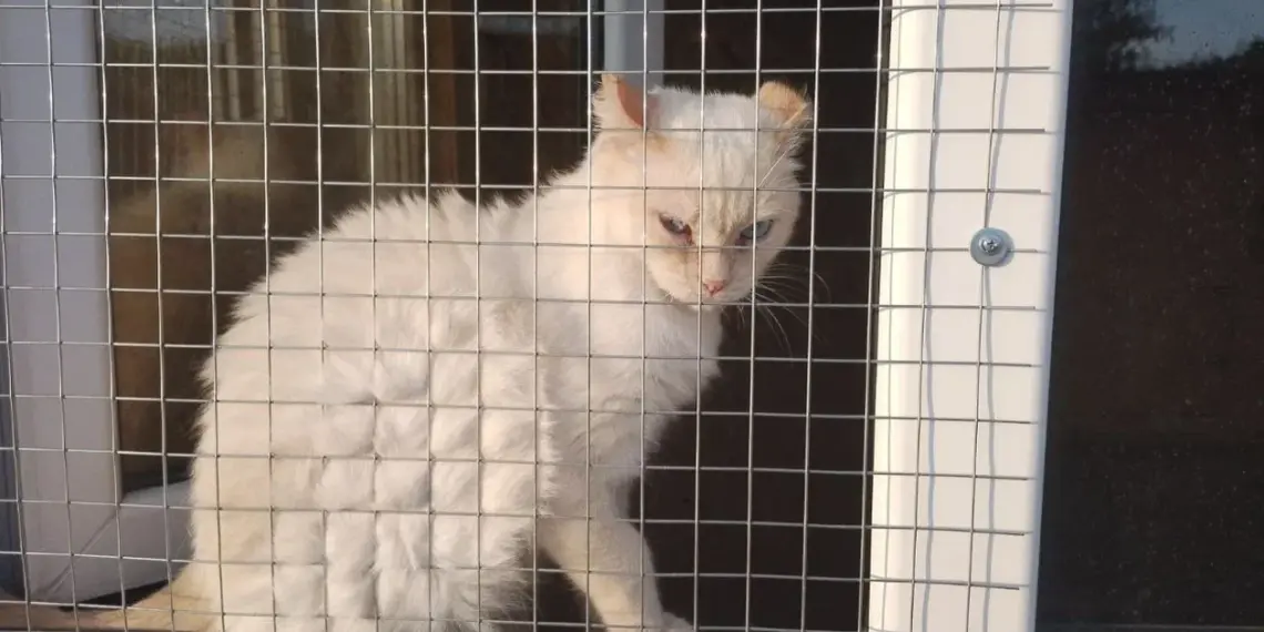 Бешенство выявили у домашнего животного в Барабинске