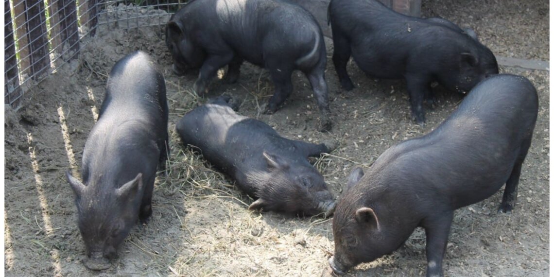 Саяногорский ветеринар пять лет за взятку пропускала мясо без проверок