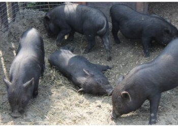 Саяногорский ветеринар пять лет за взятку пропускала мясо без проверок