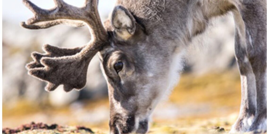 Северные олени на грани: популяция эвенкийской породы рухнула более чем вдвое