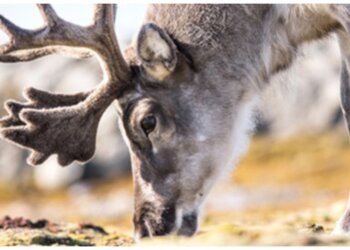 Северные олени на грани: популяция эвенкийской породы рухнула более чем вдвое
