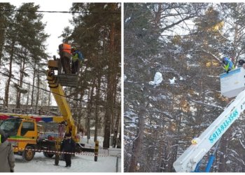 В Новосибирске уже приступили к весенней обрезке деревьев: работы ведутся в двух парках