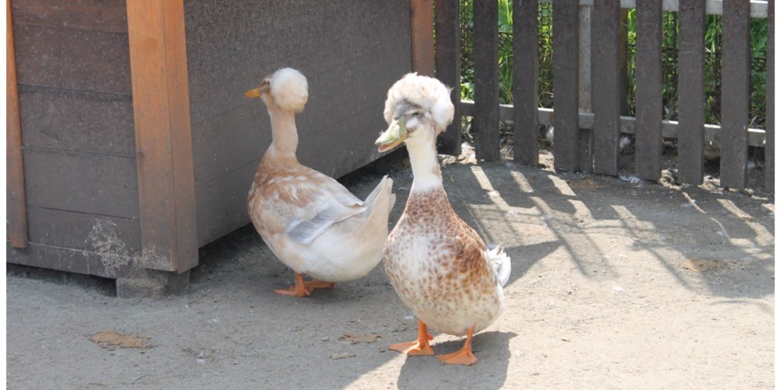 Россия поставила рекорд экспорта и импорта мяса птицы в 2025 году: главным покупателем остаётся Китай