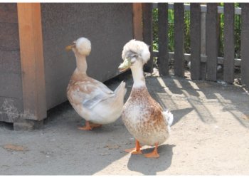 Россия поставила рекорд экспорта и импорта мяса птицы в 2025 году: главным покупателем остаётся Китай