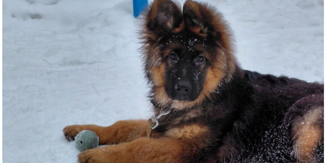 Налог за выгул собак: общественник предложил ввести прогрессивный сбор для владельцев питомцев