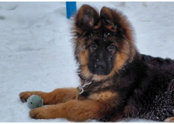 Налог за выгул собак: общественник предложил ввести прогрессивный сбор для владельцев питомцев