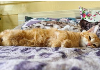 Зовите кошку: что принято делать 14 февраля