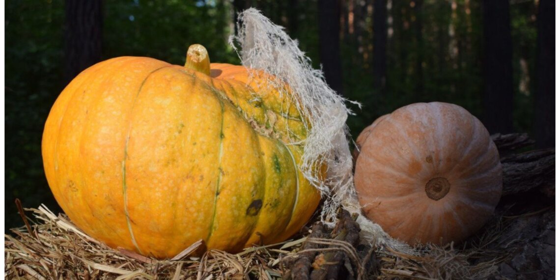 Россия поставила новый рекорд по урожаю тепличных овощей — 1,65 млн тонн