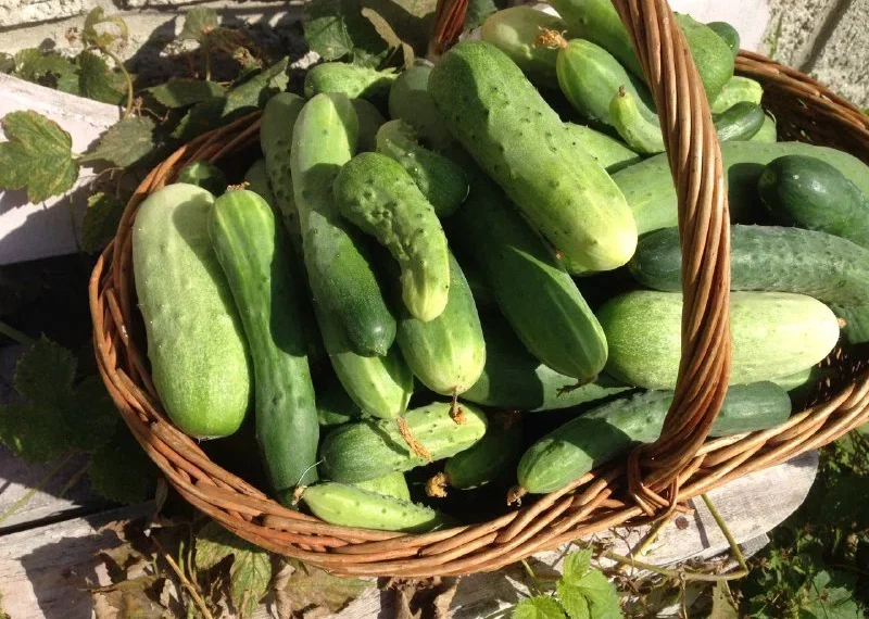 Не больше 5 кг: в сети новосибирских магазинов ограничили продажу огурцов