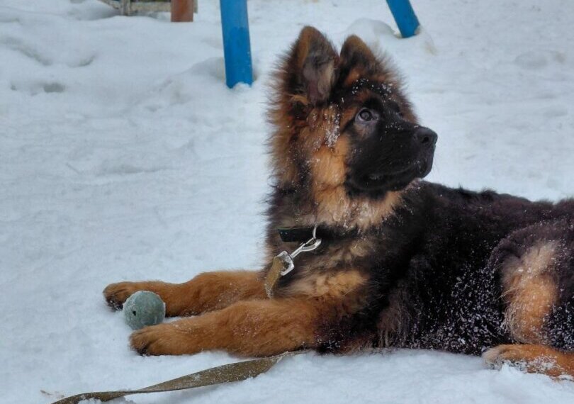 В Новосибирске ищут альтернативу приюту для животных за 830 миллионов