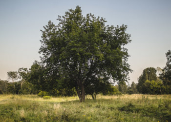 Минприроды сообщило о сокращении объемов незаконных рубок леса в четыре раза за пять лет