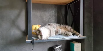 Кот Манул вдохнул лист ананаса: новосибирские ветеринары нашли необычную причину насморка у питомца