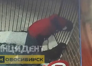 Жестокое избиение собаки попало на видео в Новосибирске: полиция проводит проверку