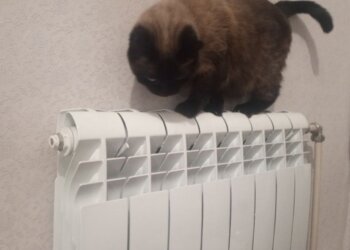 Володин призвал Правительство РФ обратить внимание на рост тарифов ЖКХ