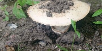 Тихая охота под запретом: какие грибы исчезнут из корзин сибиряков