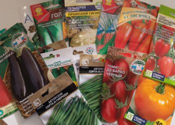 Новосибирский агроном раскрыла секреты выбора качественных семян