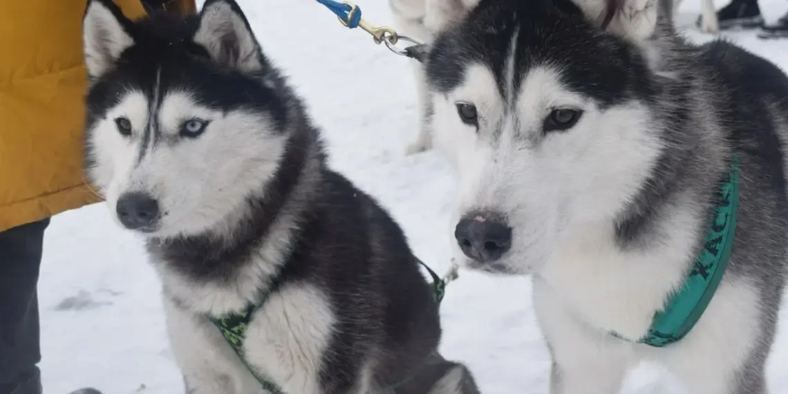 Очаг бешенства выявили в Новосибирске около парка Синягина