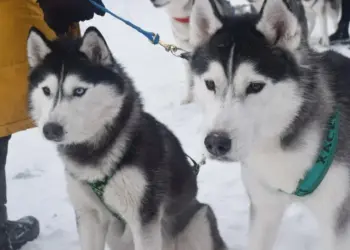 Очаг бешенства выявили в Новосибирске около парка Синягина