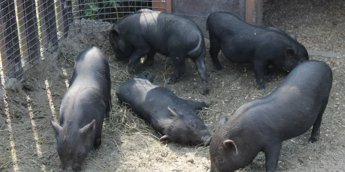 В Омской области введены карантинные меры из-за пастереллёза