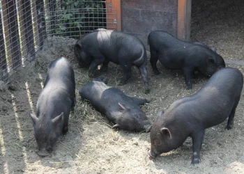 В Омской области введены карантинные меры из-за пастереллёза