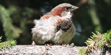 Перепись воробьёв предлагают провести новосибирцам