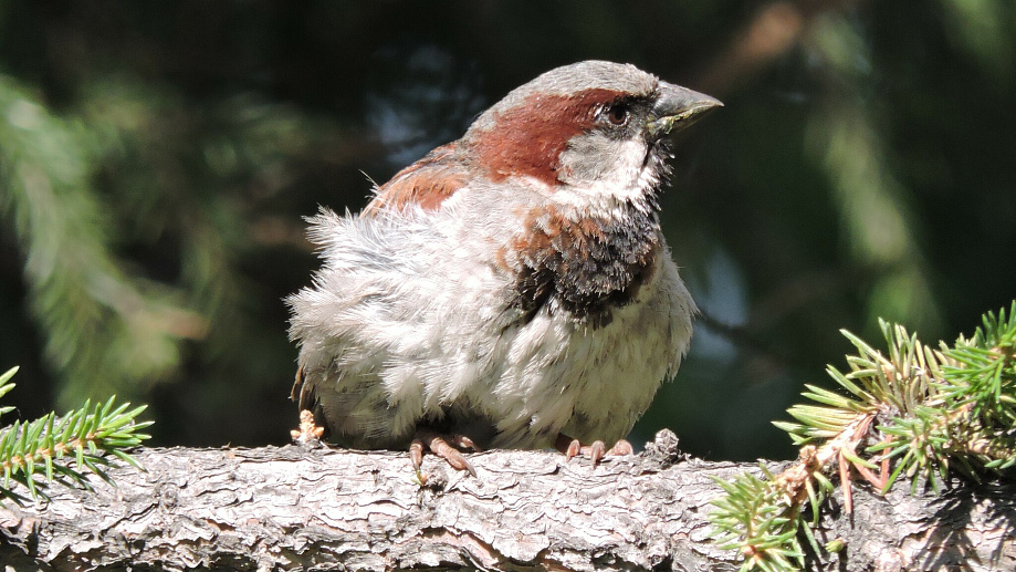 Перепись воробьёв предлагают провести новосибирцам