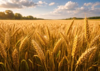 Правительство призвало регионы увеличить процент российских семян для высадки