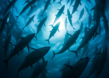 Корма для лосося начнут производить под Новосибирском