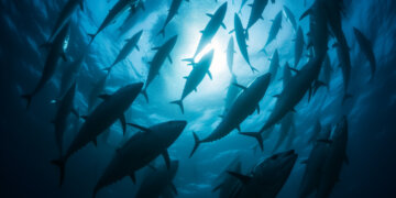 Корма для лосося начнут производить под Новосибирском