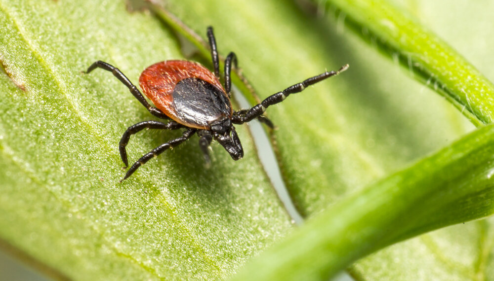 Более 7 тысяч укусов и 47 случаев энцефалита: полная статистика по клещам в Новосибирске за 2025 год